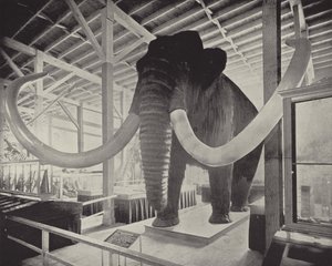 Velký sibiřský mamut od American Photographer