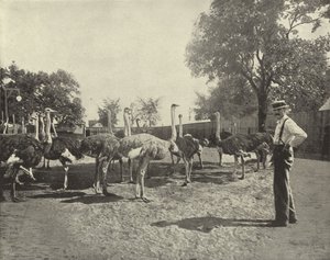 Pštrosi od American Photographer
