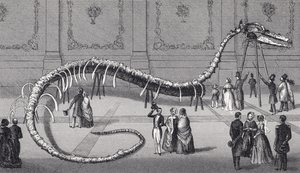 114 stop dlouhá kostra nepravého mořského hada "Hydrarchos harlani", cca 1845 od American School