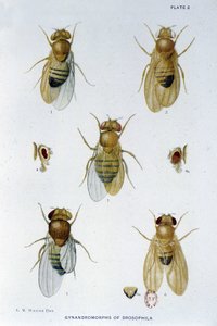 Abeilles - v "" Příspěvky ke genetice drosophila melanogaster ", Thomas H. Morgan od American School