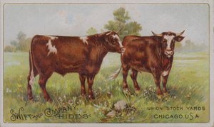 Americká obchodní karta propagující zvířecí kůže Swift and Company, Union Stock Yards, Chicago, Illinois (barevná litografie) od American School
