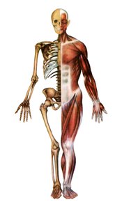 Anatomický tisk lidské kostry a svalů od American School