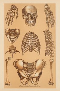 Anatomická studie lidské kostry od American School