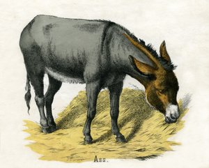 Zadek, z Přírodní historie zvířat od American School