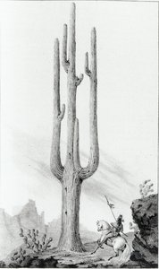 Cereus Giganteus od American School