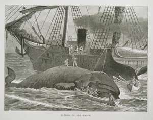 Cutting up the Whale, from The American Whale Fishery, c.1850 (rytina) od American School