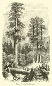 Giant Trees of California od American School