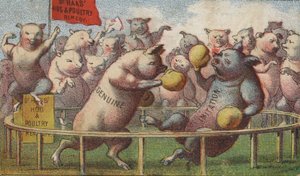 Prasata v boxerském ringu od American School