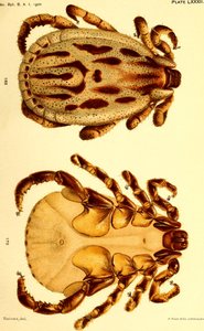 Samec Dermacentor reticulatus, ilustrace z "Klíšťata skotu (Ixodoidea) ze Spojených států" od American School