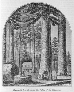 Mamutí stromový háj v údolí Calaveras, z „Naše celá země: Minulost a současnost, historické a popisné“, od Johna Warnera Barbera a Henryho Harea, 1861 od American School