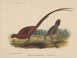 Phasianus Soemmeringh (Temminck) od American School