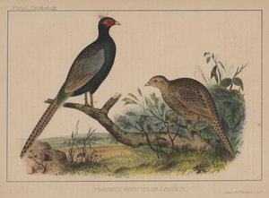 Phasianus Versicolor (Vieillot) od American School