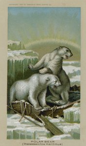 Lední medvěd, Thalassarctos Maritimus (chromolitho) od American School