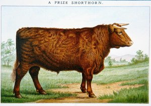 Cena Shorthorn Bull (barva litho) od American School