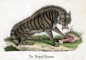 Pruhovaná hyena, z Přírodní historie zvířat od American School