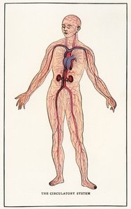 Vintage anatomický tisk lidského oběhového systému od American School