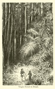 Virgin Forest v Brazílii od American School