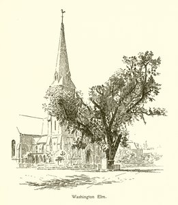 Washington Elm, Cambridge od American School
