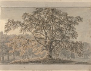 Pohledy v Anglii, Skotsku a Walesu: Ash v parku Londesbro, květen 1800 od Amos Green