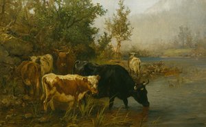 Krávy u vody