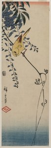 Kanárské ostrovy a Wisteria, polovina 40. let 19. století. od Ando Hiroshige