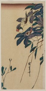 Grosbeak a Clematis, polovina 30. let 19. století. od Ando Hiroshige