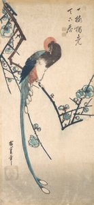 Dlouhoocasý pták. od Ando Hiroshige
