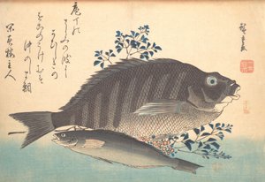 Ryby Shimadai a Ainame, ze série Uozukushi Every Variety of Fish, 40. léta 19. století, 40. léta 19. století. od Ando Hiroshige