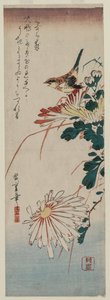 Pěnice a chryzantémy, polovina 30. let 19. století. od Ando Hiroshige