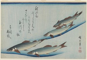 Škola pěti mořských pstruhů, období Edo (barevný dřevořez na papíře) od Ando or Utagawa Hiroshige