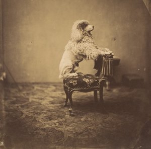 [Pudl císařovny Eugenie], 50. léta 19. století. od Andre Adolphe Eugene Disderi
