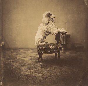 [Pudl císařovny Eugenie], 50. léta 19. století. od Andre Adolphe Eugene Disderi