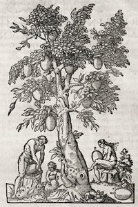 Breadfruit tree, rytina Andre Thevet (1504-1592), Paříž, Francie