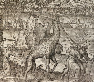 Žirafa, rytina z Cosmographie Universelle od Andre Thevet