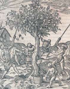 Sklizeň pepře na ostrově Jáva, rytina z Universal Cosmology od Andre Thevet (1504-1592), Paříž od Andre Thevet