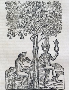Ovoce Nana, tropická léčivá rostlina, rytina z Universal Cosmology, Andre Thevet (1504-1592), Paříž