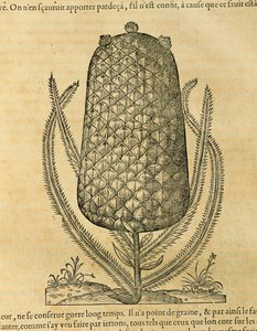 Ananas (ananas comosus), rytina Andre Thevet