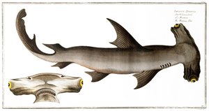 Hammerhead Shark (Balance Fish), vydal Black, kolem roku 1790 (tisk)