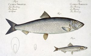 Sleď (Clupea Harengus) (obr. 1) a šprot (Clupea Sprattus) deska XXIX z 