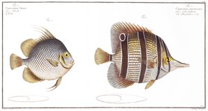 Orb fish: and Billed fish, vydal Black, kolem roku 1790 (tisk)