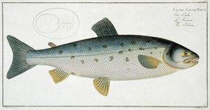 Lososový (Salmo Salar) talíř XX z „Ichthyologie, ou histoire naturelle generale et zvláště des poisson“, Marcus Elieser Bloch (1723-99), vyrytý Gabrielem Bodenehrem (1673-1766), vyd.