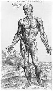Anatomická studie, ilustrace z knihy "De Humani Corporis Fabrica" od Andrease Vesalia (1514-64) Basilej, 1543 od Andreas Vesalius