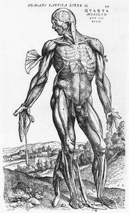 Anatomická studie, ilustrace z 