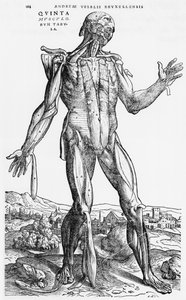 Anatomická studie, ilustrace z 