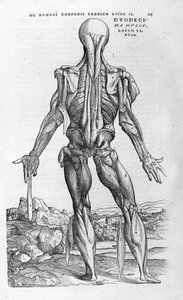 Andrea Vesalio (1514 - 1564), lékař Karla V