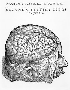 Mozek, ilustrace z „Ztělesnění lidského těla“ od Andrease Starra, vydané v Basileji, 1543