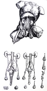 Desky z páté knihy De Humani Corporis Fabrica od Andreas Vesalius
