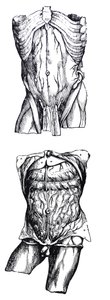 Desky z páté knihy De Humani Corporis Fabrica od Andreas Vesalius