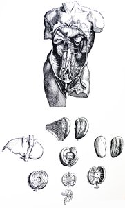 Desky z páté knihy De Humani Corporis Fabrica od Andreas Vesalius