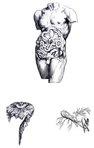 Desky z páté knihy De Humani Corporis Fabrica od Andreas Vesalius